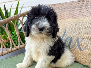 Saint Berdoodles dogs Ryan - Ad 18