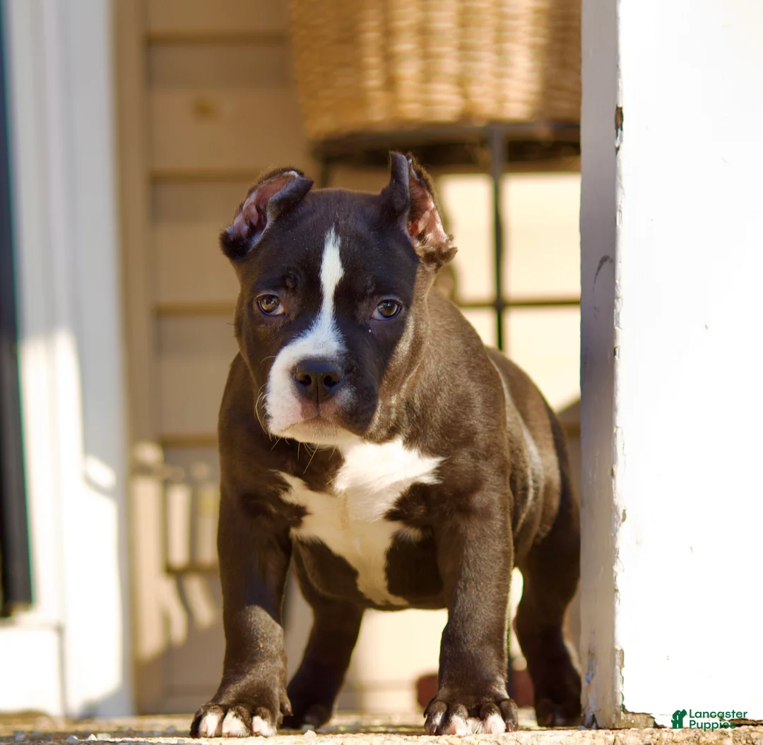 American Bully dogs for sale: American Bully Puppy 1 - Ad 5