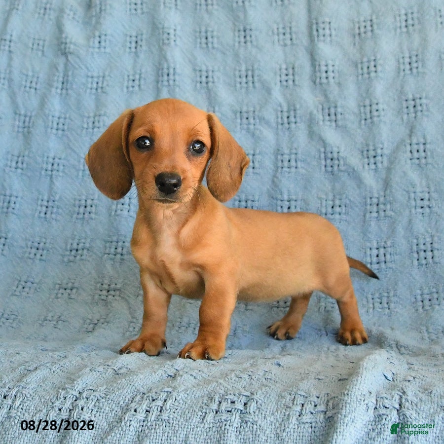 Miniature Dachshund dogs Rosie - Ad 1