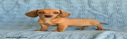 Miniature Dachshund dogs for sale: Rosie - Ad 1