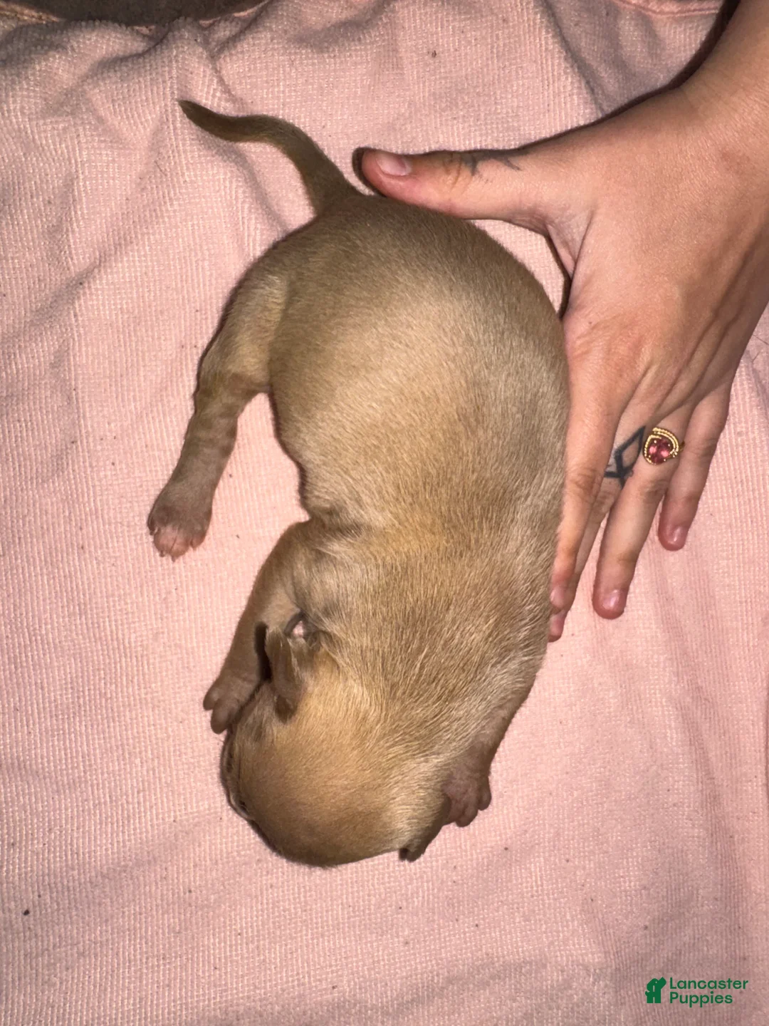 American Pit Bull Terrier dogs for sale: American Pit Bull Terrier Puppy 5 - Ad 1