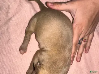 American Pit Bull Terrier dogs American Pit Bull Terrier Puppy 5 - Ad 19