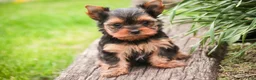 Yorkshire Terrier dogs for sale: Buckskin - Ad 7