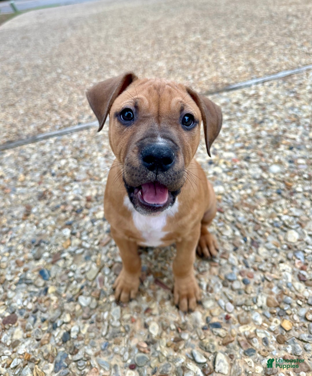 American Pit Bull Terrier dogs for sale: Beau Jangles - Ad 2