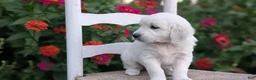 Golden Retriever dogs for sale: Bailey - Ad 6