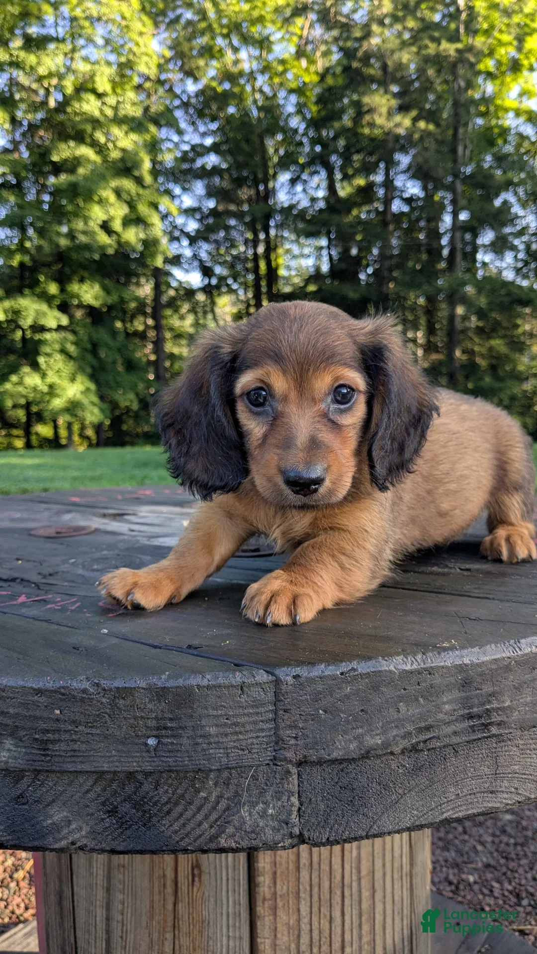 Dachshund dogs for sale: Cash - Ad 11