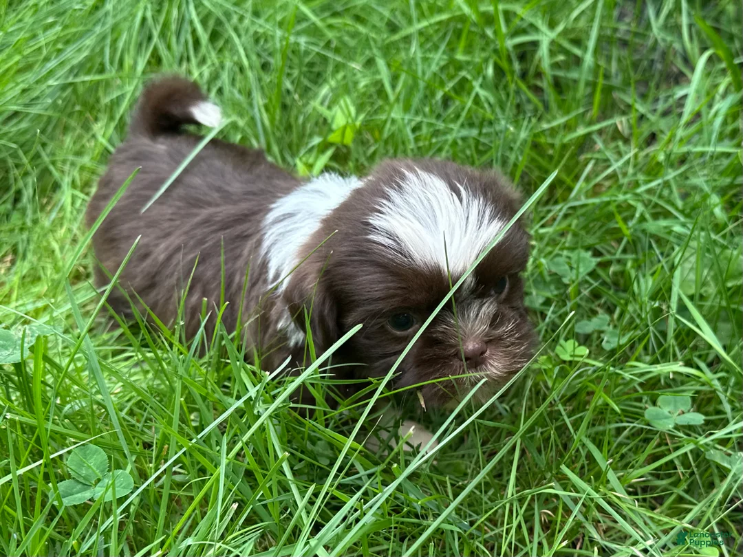 Shih Tzu dogs for sale: Shih Tzu 1 - Ad 2