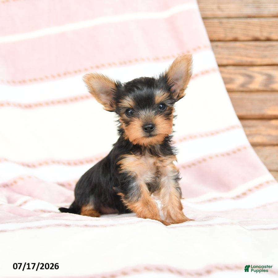 Yorkshire Terrier dogs Quilla - Ad 1