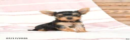 Yorkshire Terrier dogs for sale: Quilla - Ad 1