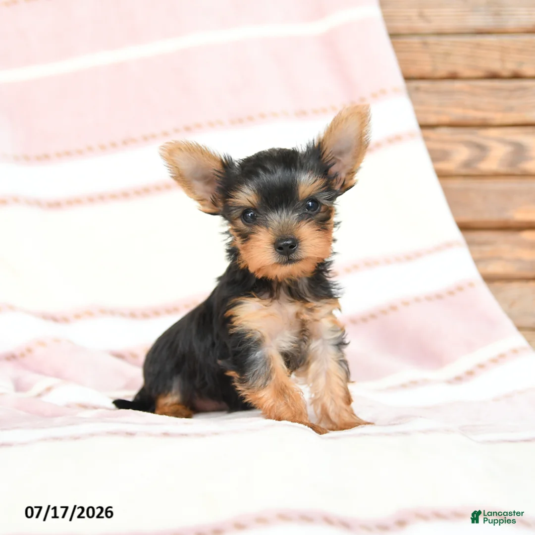 Yorkshire Terrier dogs for sale: Quilla - Ad 1