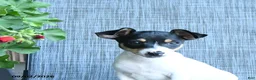 Toy Fox Terrier dogs for sale: Garth - Ad 4