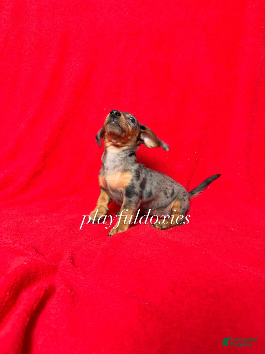 Miniature Dachshund dogs for sale: AKC dapple girl  - Ad 2