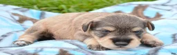 Miniature Schnauzer dogs for sale: Miniature Schnauzer Marty - Ad 6