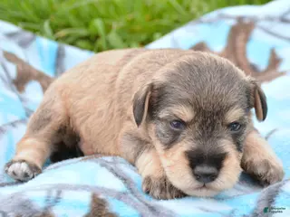 Miniature Schnauzer dogs Miniature Schnauzer Marty - Ad 28