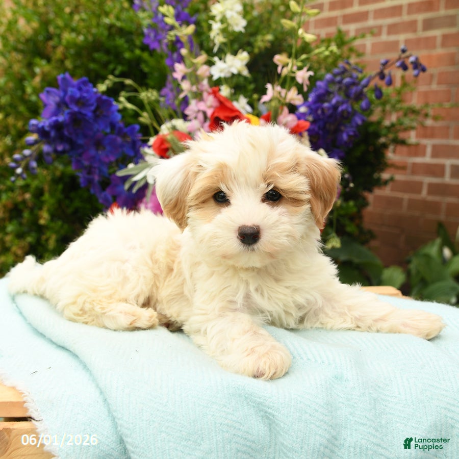 Maltipoo dogs for sale: Flower - Ad 3