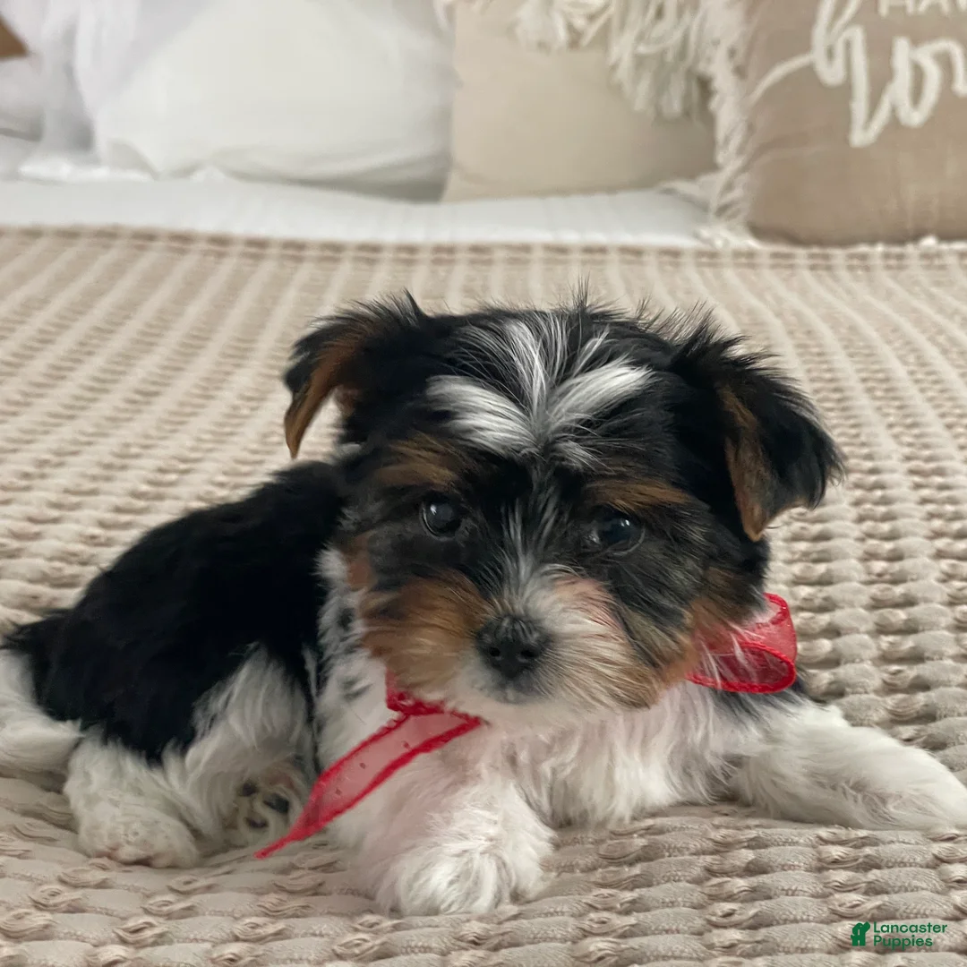 Biewer Terrier dogs for sale: Tiny Minnie - Ad 12