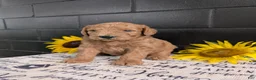 Goldendoodle dogs for sale: Lincoln  - Ad 2