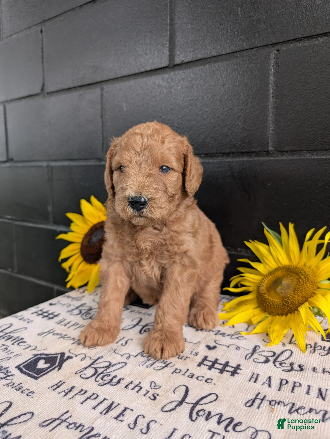 Goldendoodle dogs for sale: Lincoln  - Ad 2
