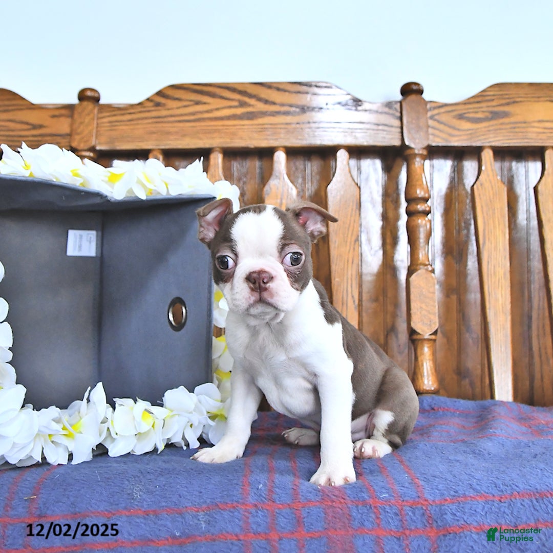 Boston Terrier dogs for sale: Trent - Ad 2