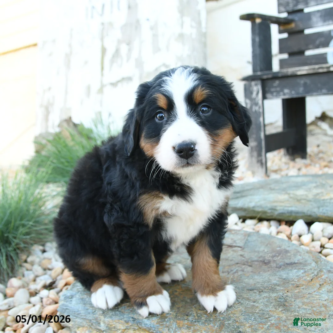 Bernese Mountain Dog dogs for sale: Lilly - Ad 3