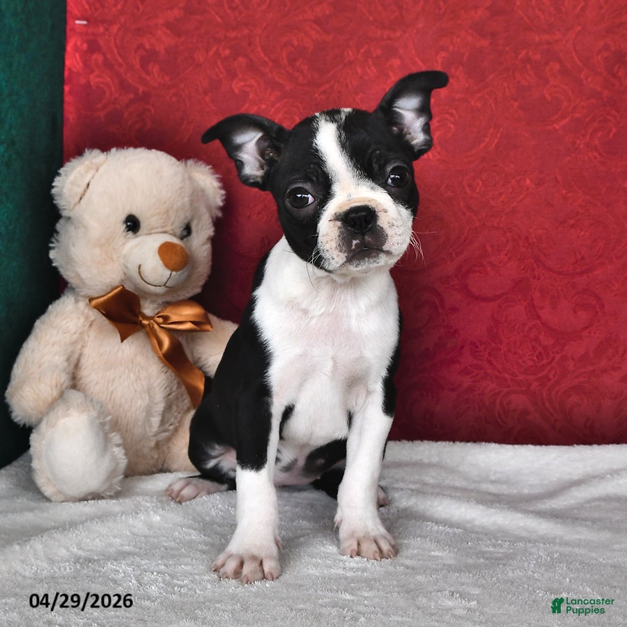 Boston Terrier dogs Polly - Ad 1