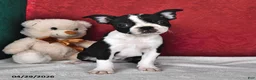 Boston Terrier dogs for sale: Polly - Ad 1