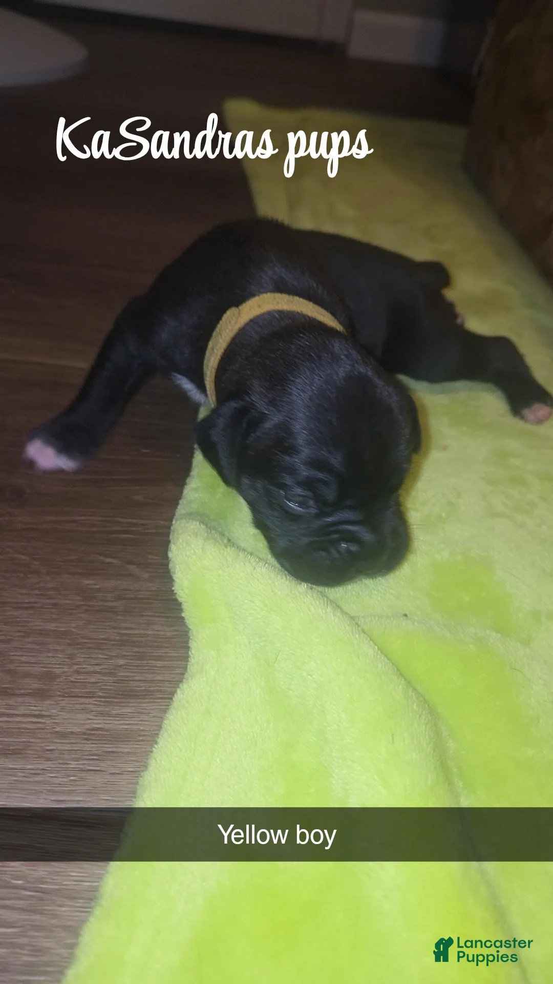 Boxer dogs for sale: Boxer 2 - Ad 1