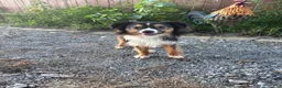 Toy Australian Shepherd dogs for sale: Toy Australian Shepherd 3 - Ad 6