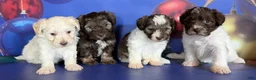 Schnoodle dogs for sale: Brandy - Ad 9