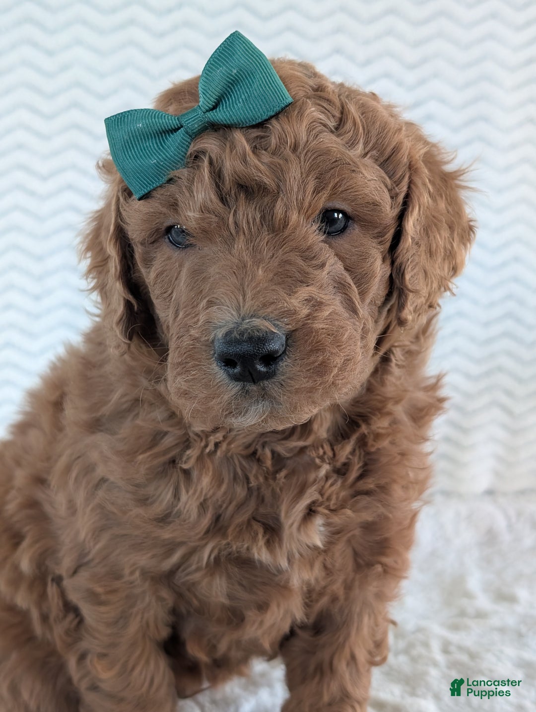 Goldendoodle dogs for sale: Teddy - Ad 4