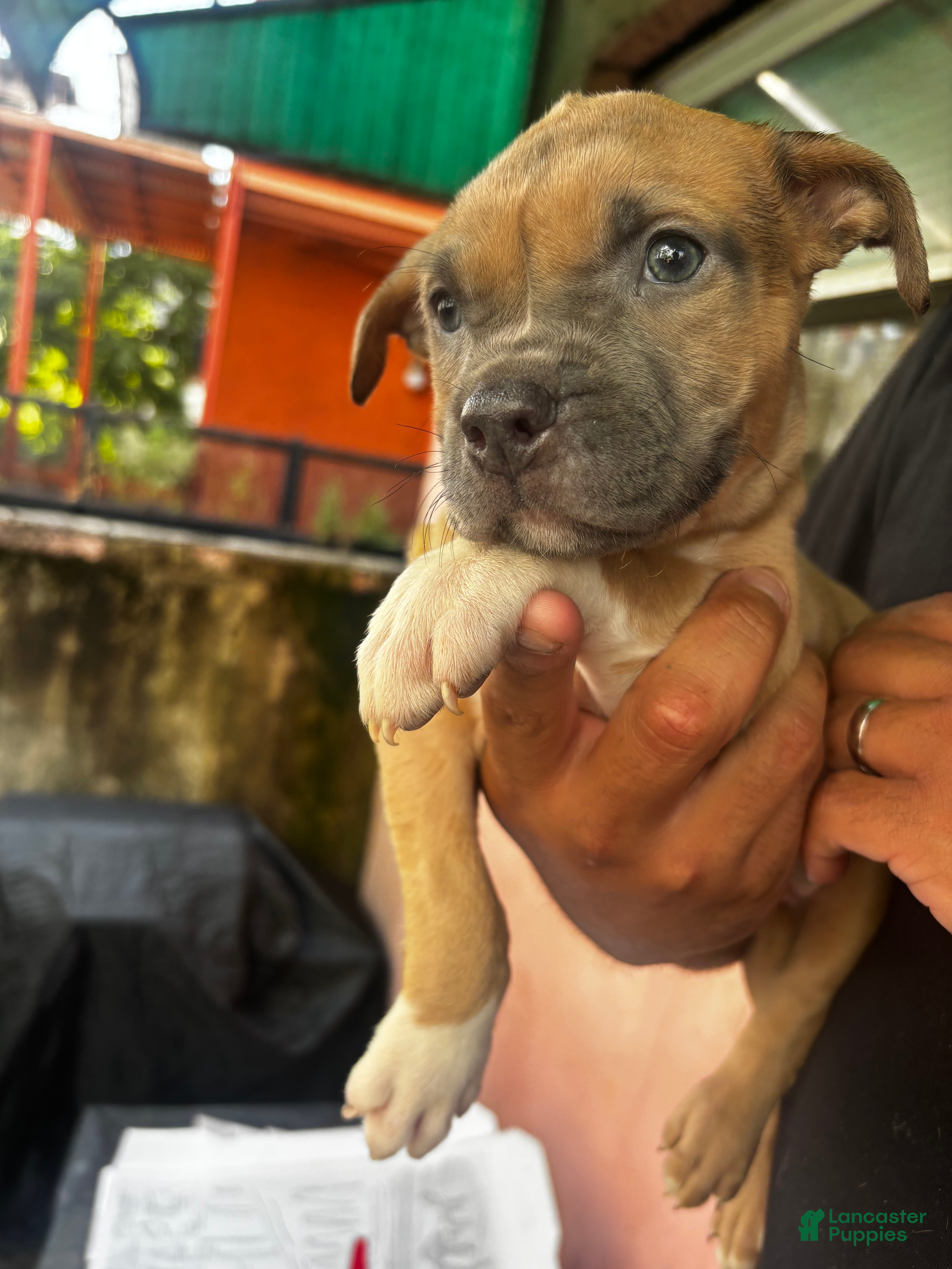 American Pit Bull Terrier dogs Nova  - Ad 22