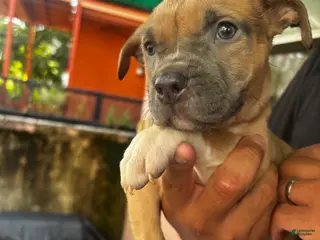 American Pit Bull Terrier dogs Nova - Ad 9