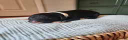 Mixed Breed dogs for sale: Rover - Ad 3