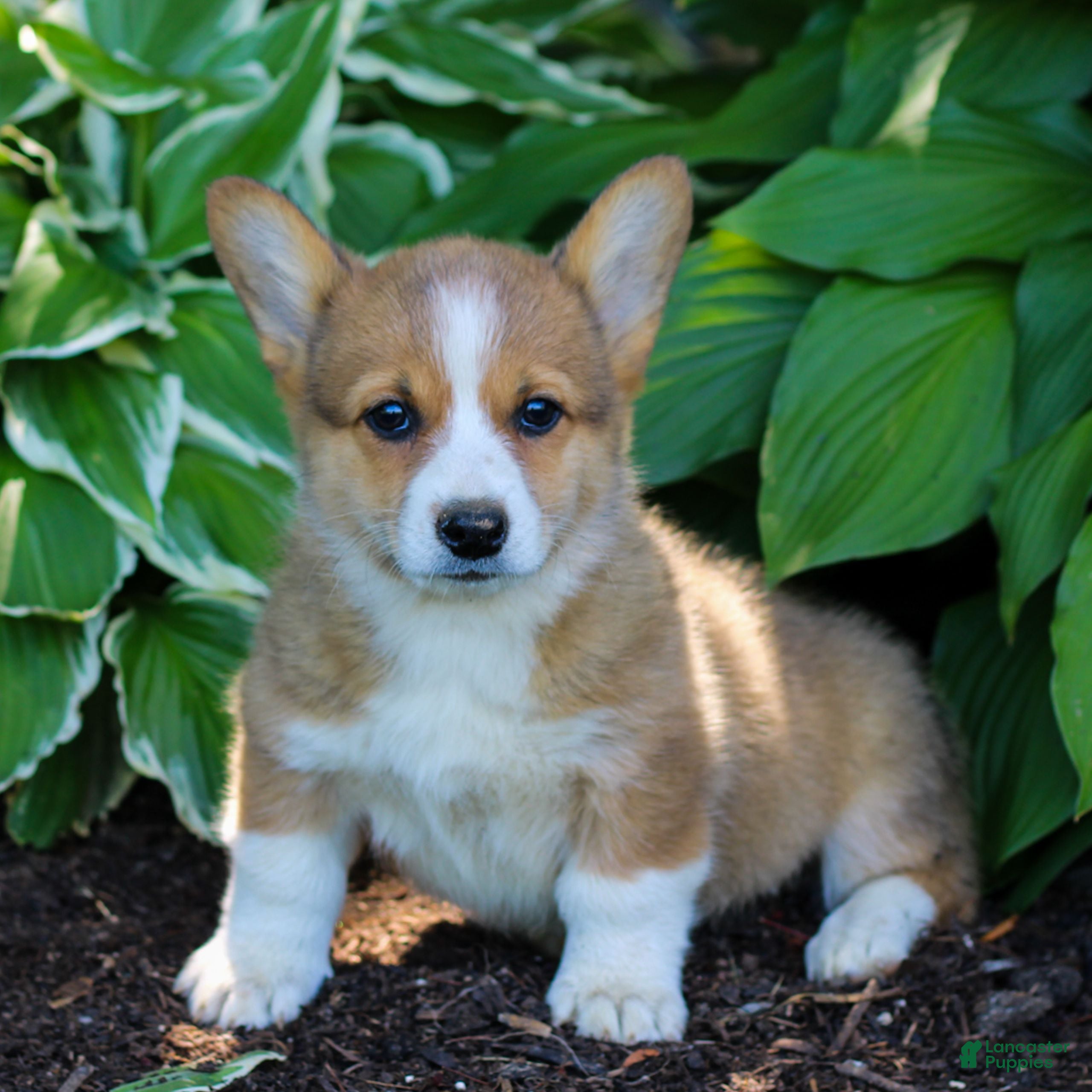 Welsh Corgi Pembroke dogs Kylie  - Ad 2
