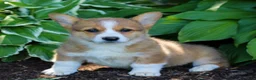 Welsh Corgi Pembroke dogs for sale: Kylie  - Ad 2
