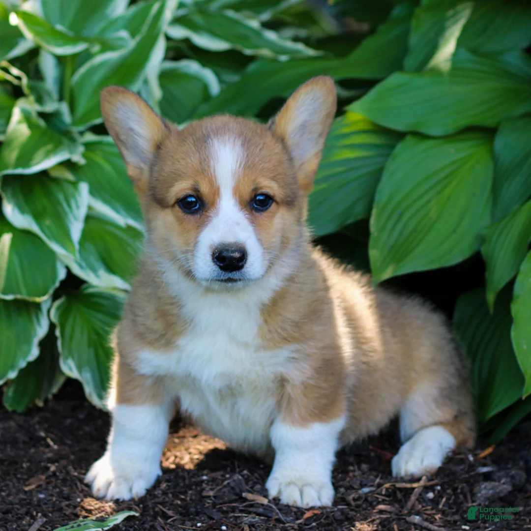 Welsh Corgi Pembroke dogs for sale: Kylie  - Ad 2