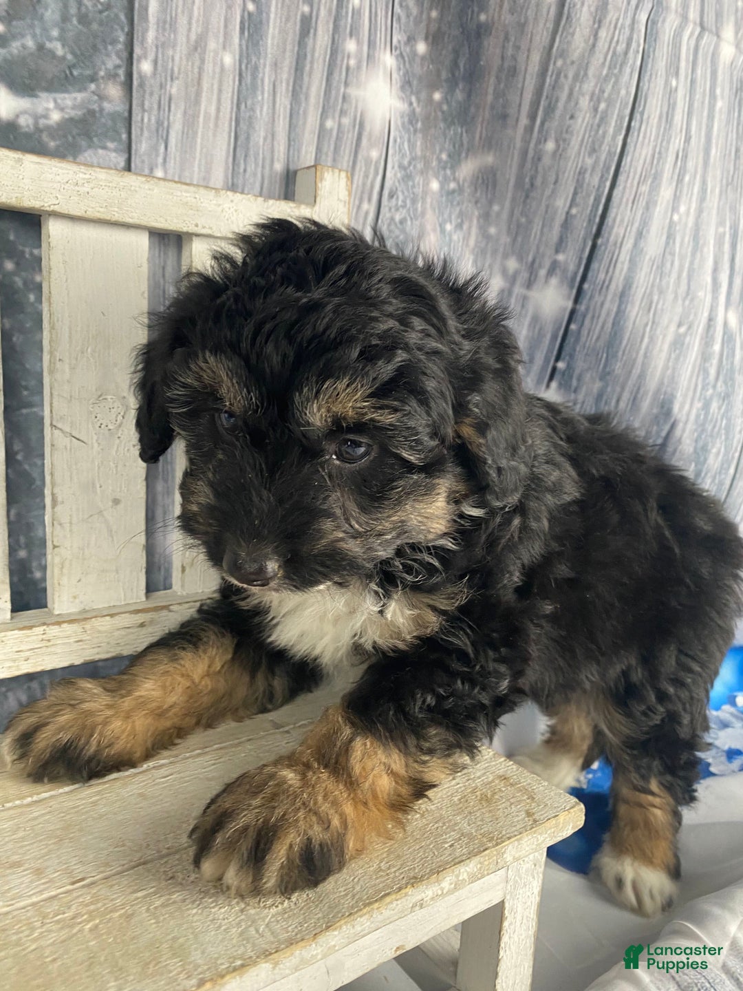 Aussiedoodle dogs for sale: Bella - Ad 14