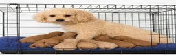Mini Goldendoodle dogs for sale: Archie ID: 3858 - Ad 12