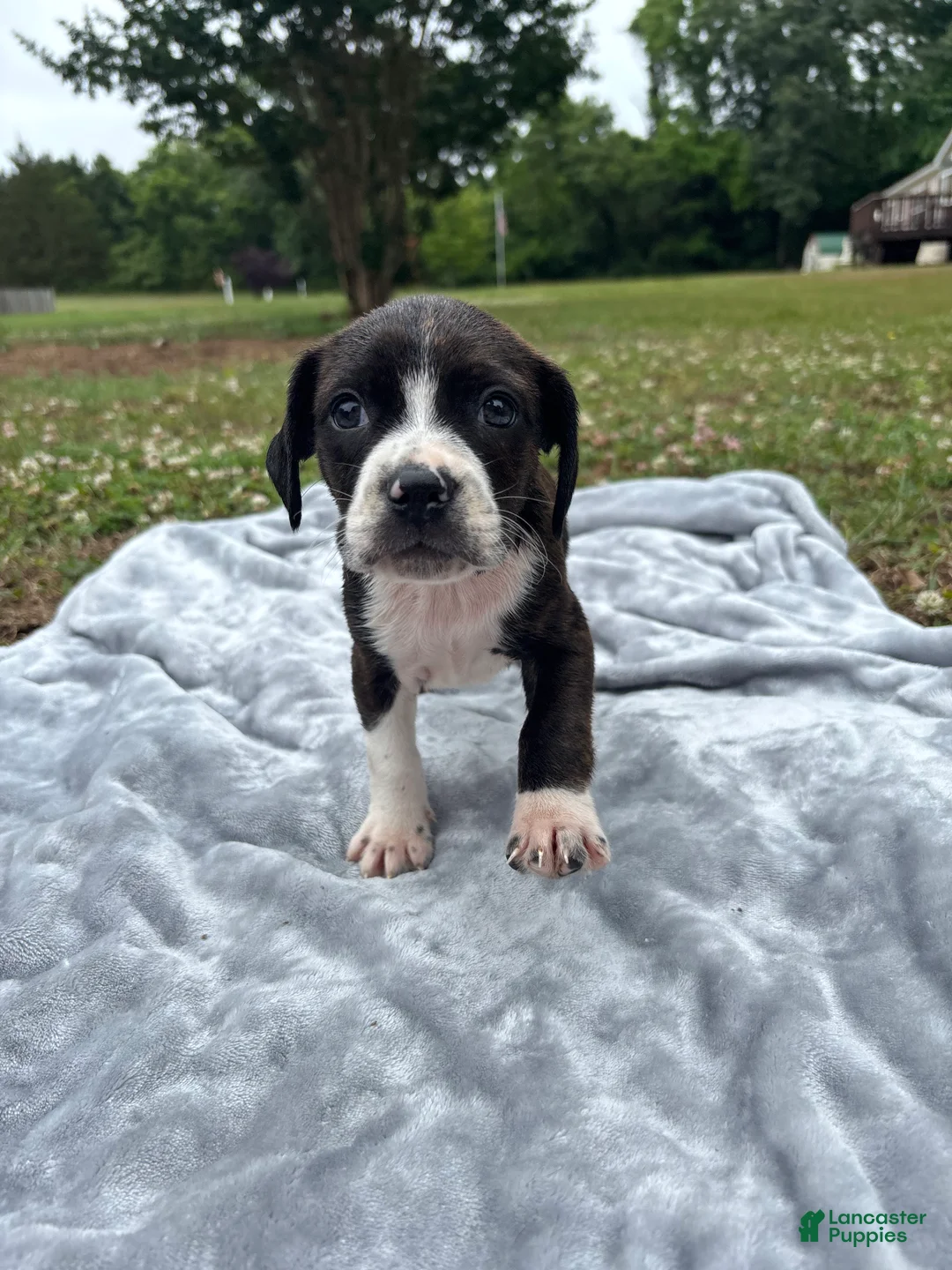 Mixed Breed dogs for sale: Nash - Ad 2
