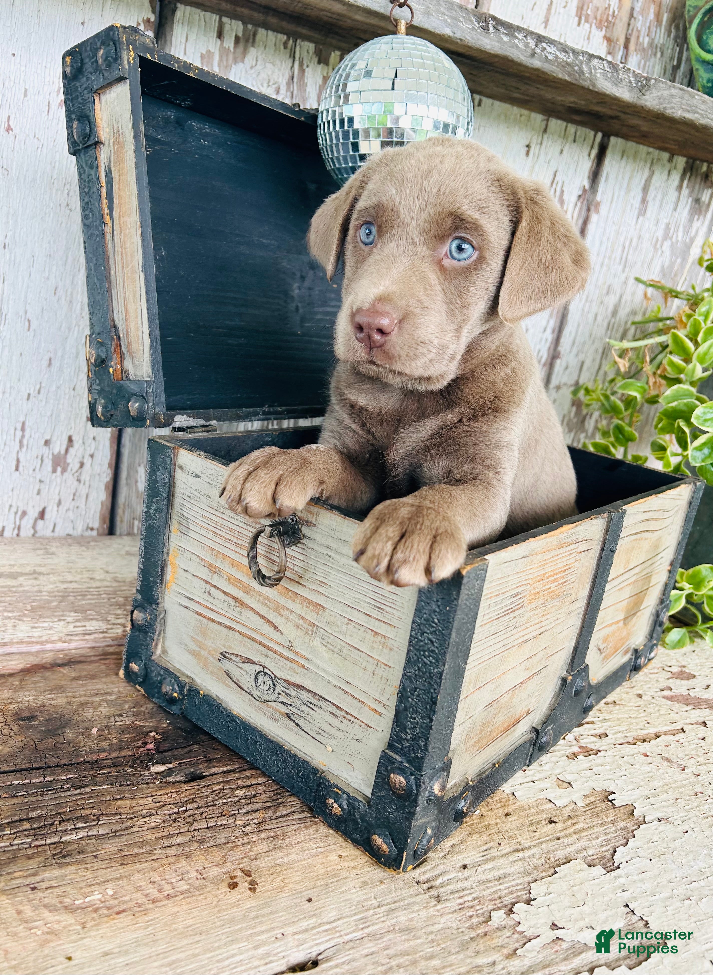 Labrador Retriever dogs Ava  - Ad 2