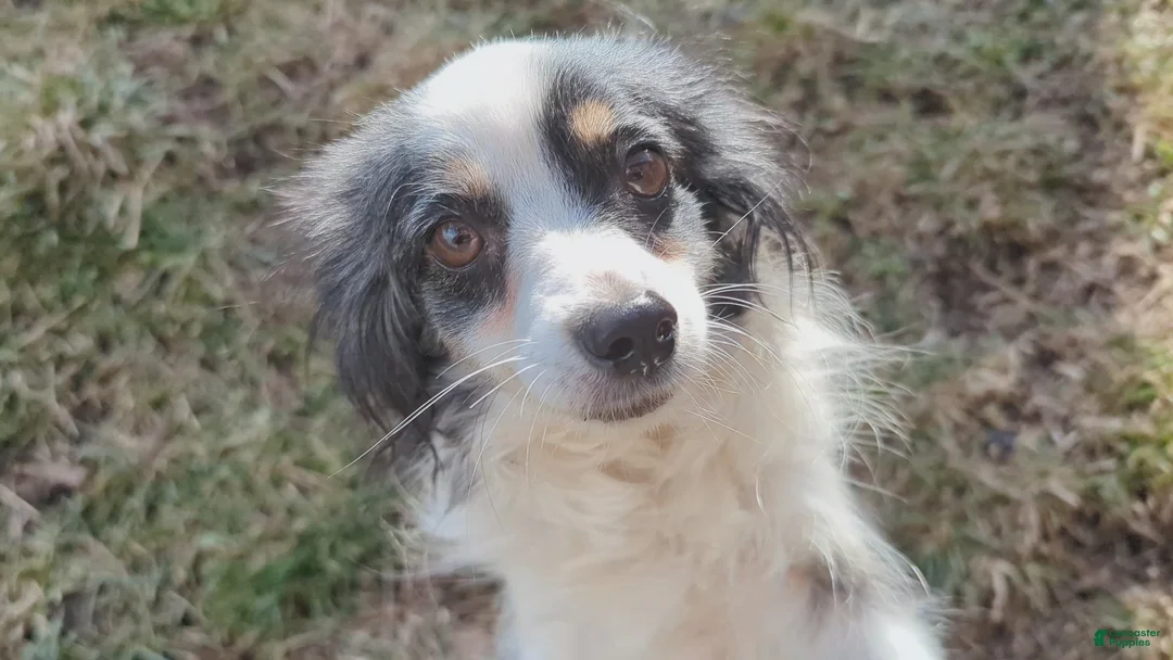 Australian Shepherd dogs for sale: NESSIE - Ad 10