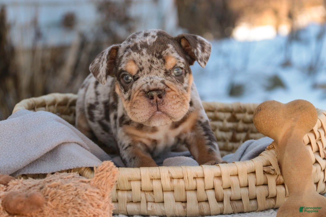 English Bulldog dogs for sale: Gaston - Ad 1
