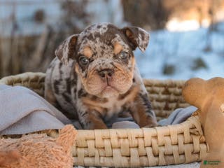 English Bulldog dogs Gaston - Ad 39