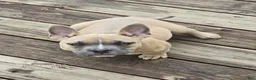 American Bully dogs for sale: Pixie - Ad 2