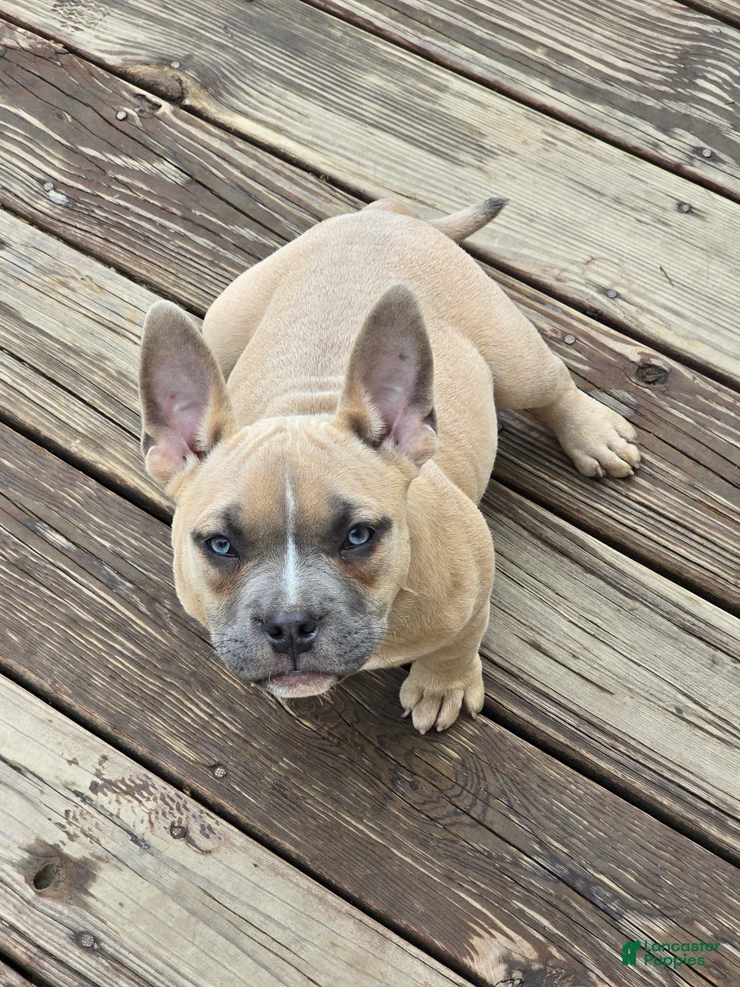 American Bully dogs for sale: Pixie - Ad 2