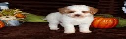 Mini Goldendoodle dogs for sale: Mini Goldendoodle 2 - Ad 3