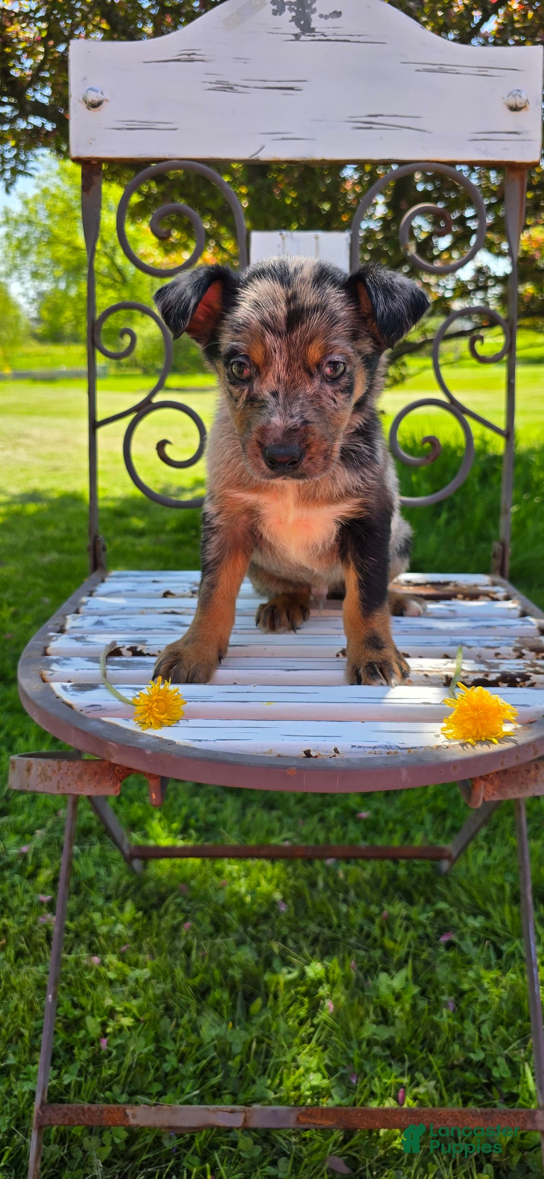 Mixed Breed dogs for sale: Casper - Ad 12