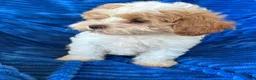 Shihpoo dogs for sale: DOLLY - Ad 9