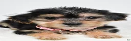Morkie dogs for sale: Julie - Ad 4