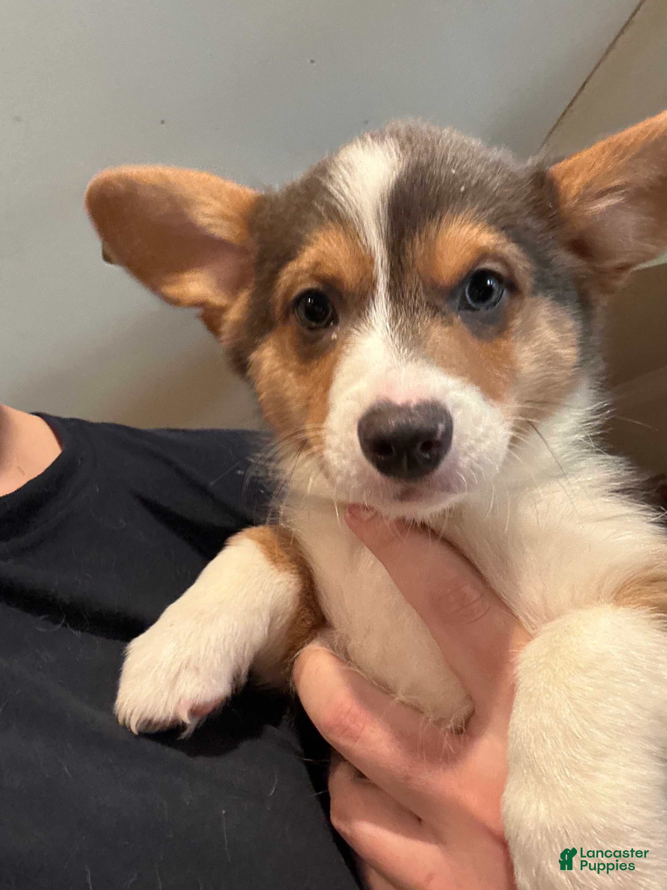 Mixed Breed dogs Mixed Breed  Jelly Roll - Ad 37